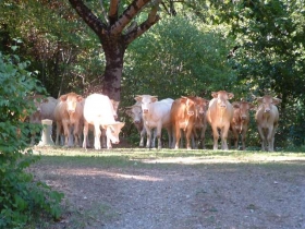 Camping 'Domaine Les Clots' à Mirandol-bourgnounac