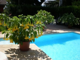 Chambre d'hôte studio 'Les brugmansias ' à Biesheim