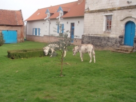 'Gites à la  Ferme de caubert avec animaux en baie de somme' à Mareuil-caubert